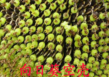 向日葵空殼現(xiàn)象 向日葵空殼現(xiàn)象