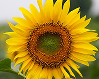 向日葵預(yù)防空殼技術(shù) 向日葵預(yù)防空殼技術(shù)