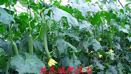 絲瓜沖施肥選擇 絲瓜沖施肥選擇