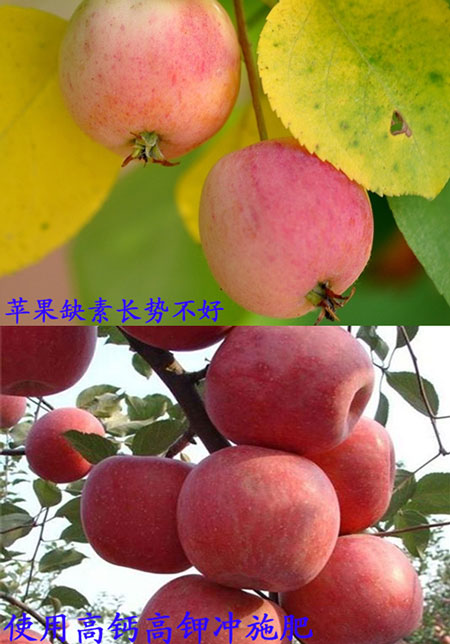 蘋果沖施肥使用對(duì)比圖 蘋果沖施肥使用對(duì)比圖