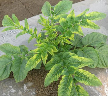 土豆苗期沖施肥的選擇 土豆苗期沖施肥的選擇