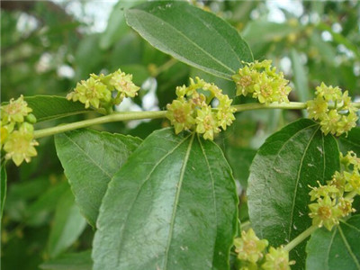 棗樹開花 棗樹開花