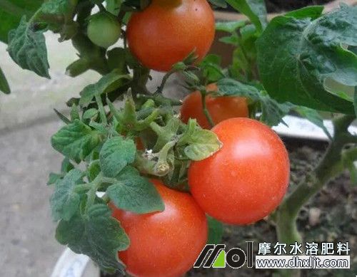 453_副本.jpg 453_副本.jpg