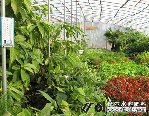 花卉沖施肥選擇 花卉沖施肥選擇