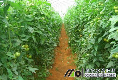 番茄種植注意 番茄種植注意