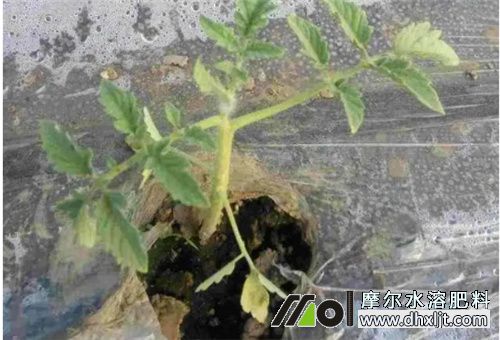 番茄肥害預(yù)防措施 番茄肥害預(yù)防措施