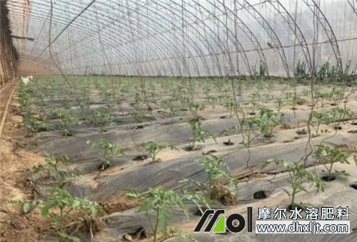 番茄肥害恢復(fù)方法 番茄肥害恢復(fù)方法