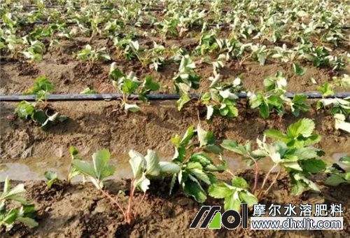 草莓施肥注意 草莓施肥注意