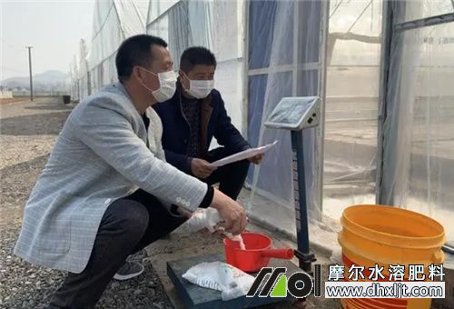 草莓磷元素補(bǔ)充 草莓磷元素補(bǔ)充