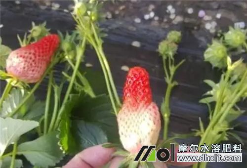 草莓缺磷癥狀 草莓缺磷癥狀