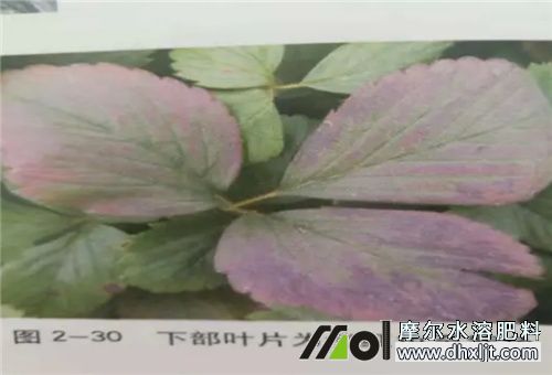 草莓缺磷癥狀 草莓缺磷癥狀