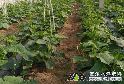 黃瓜結(jié)瓜期沖肥 黃瓜結(jié)瓜期沖肥