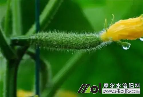 黃瓜結(jié)瓜期沖肥 黃瓜結(jié)瓜期沖肥