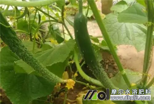 黃瓜秧細(xì)沖什么肥 黃瓜秧細(xì)沖什么肥