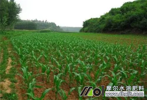 土濕能否施肥 土濕能否施肥