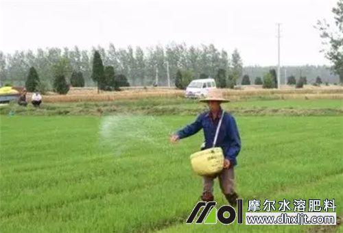 小雨能否撒沖施肥 小雨能否撒沖施肥