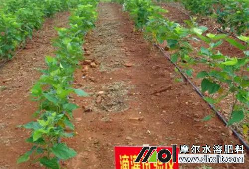 桑葚沖施肥用法 桑葚沖施肥用法