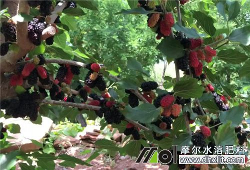 桑葚用沖施肥選擇 桑葚用沖施肥選擇